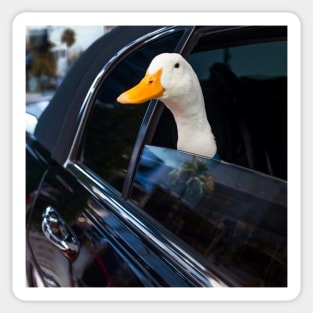 Funny duck Sticker